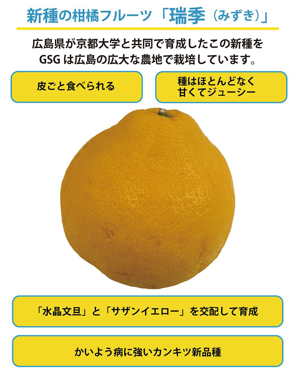 A new type of citrus fruit, Mizuki.