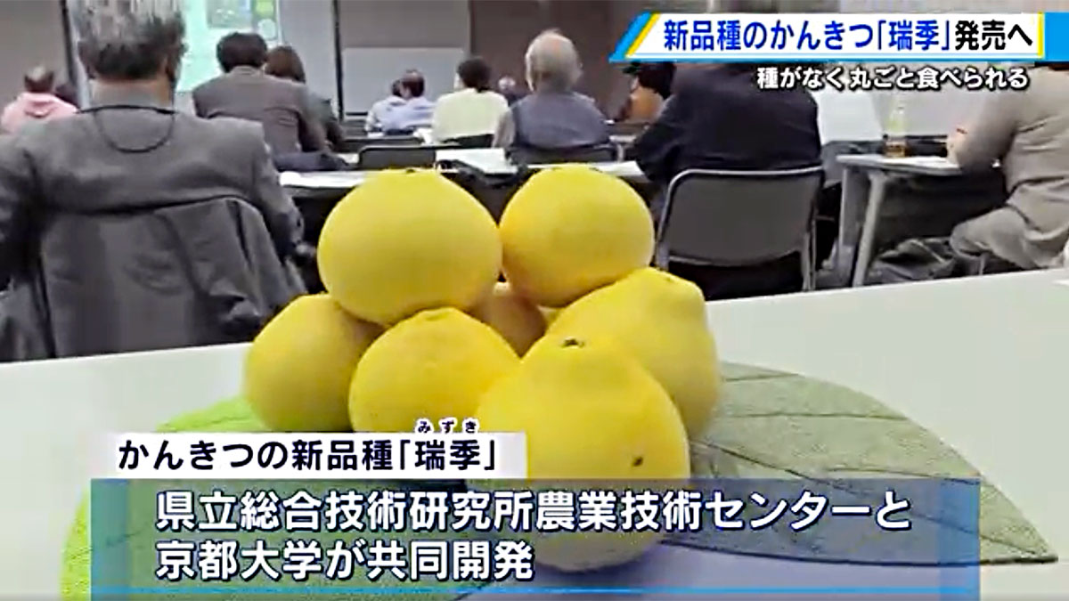 Mizuki, a new variety of citrus fruit jointly developed by Hiroshima Prefecture and Kyoto University