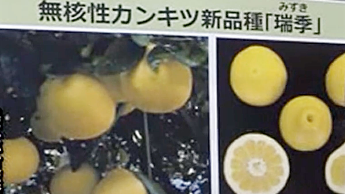 New citrus variety Mizuki