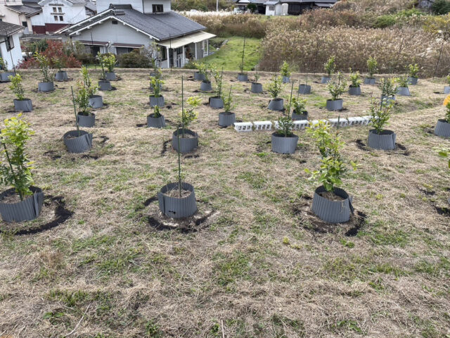 小松原圃場