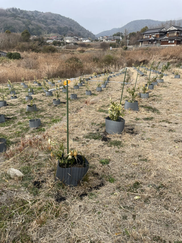 赤崎P圃場