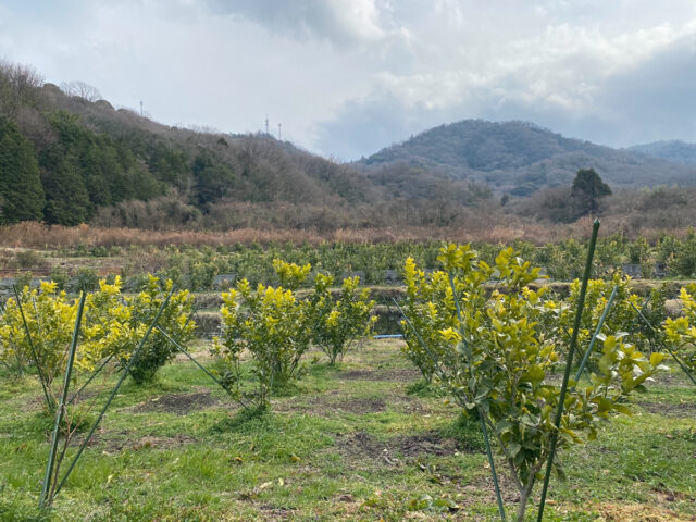 江田島圃場