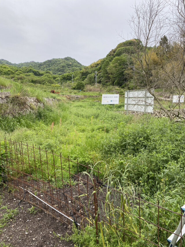 赤崎じゃがいも圃場