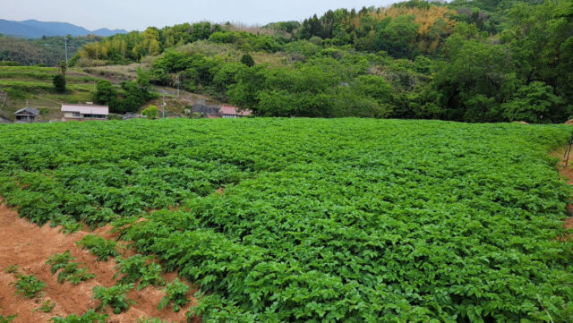 赤崎じゃがいも圃場