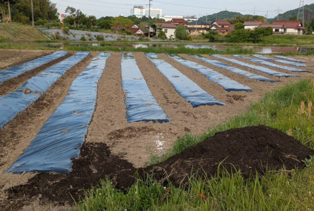 八本松圃場