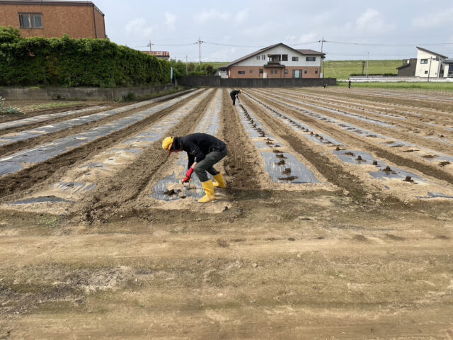 塚崎圃場