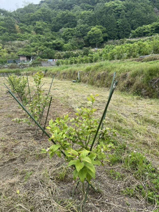 塚崎圃場