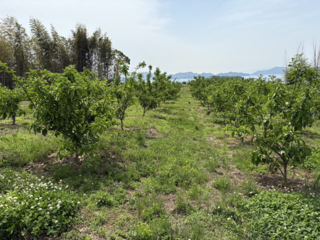 風早圃場