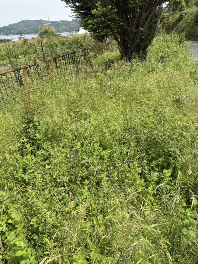 小松原圃場
