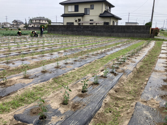塚崎圃場