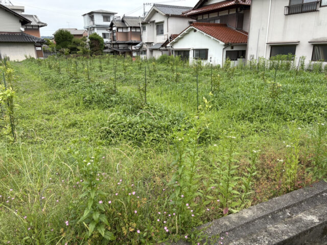 風早圃場