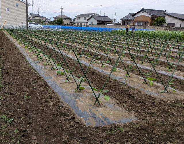 塚崎圃場