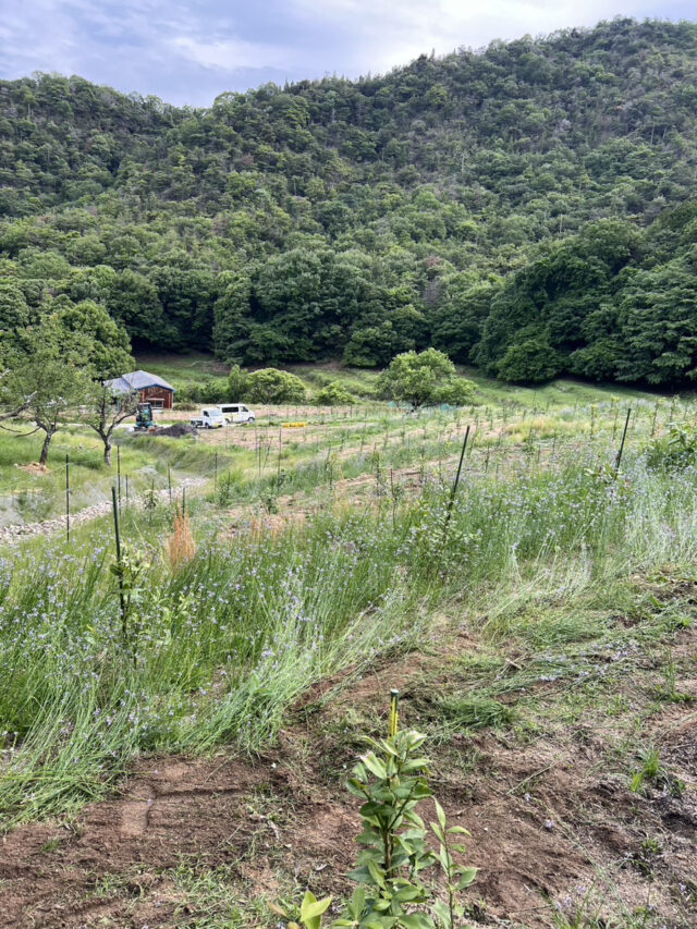 吉名圃場