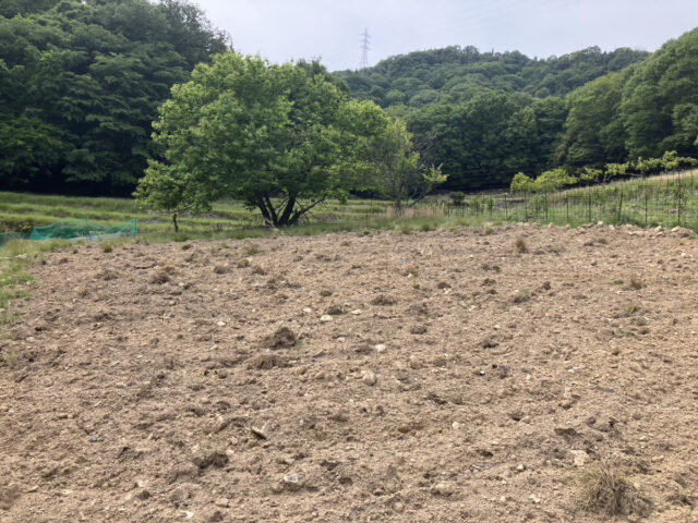 奥吉名唐辛子圃場