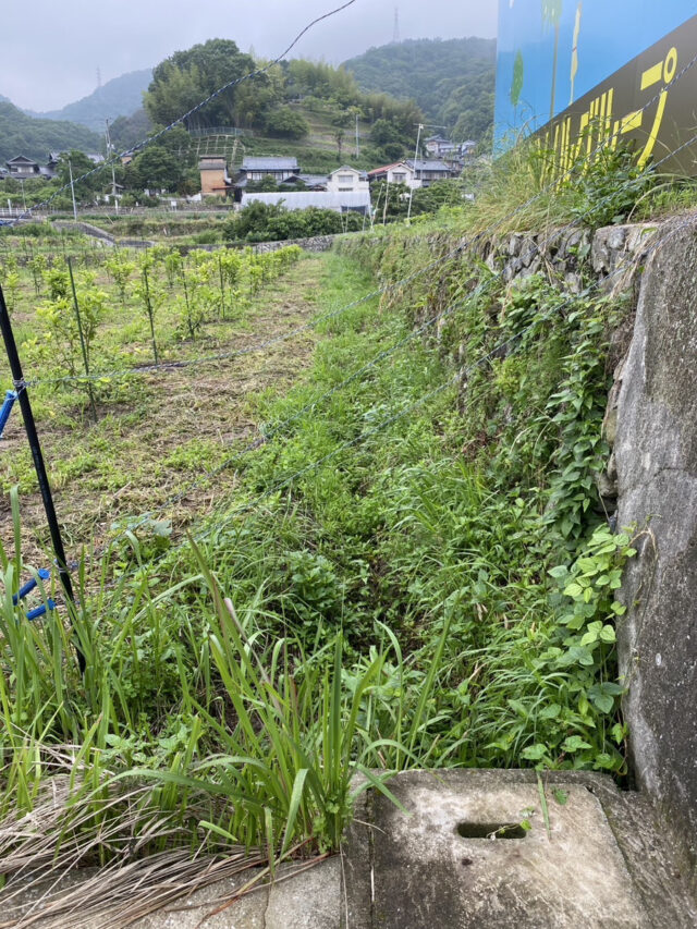 茨城圃場