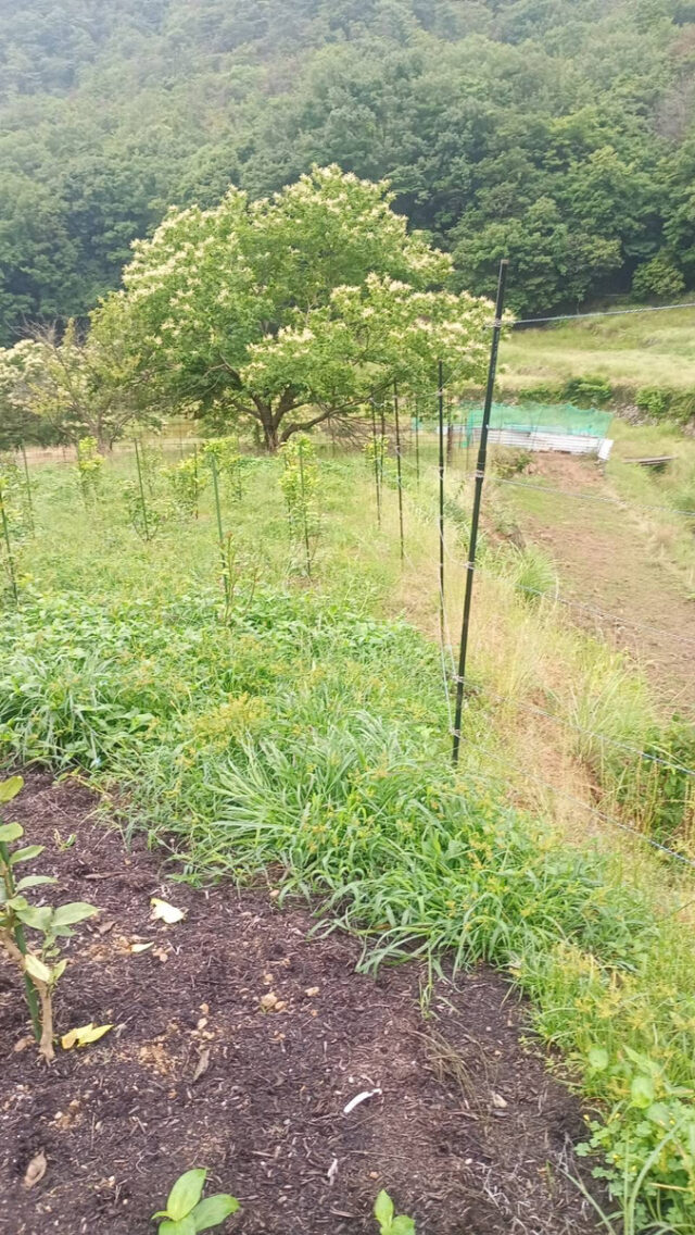 奥吉名圃場