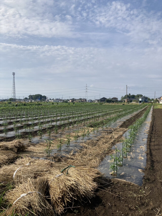 東吉名じゃがいも圃場