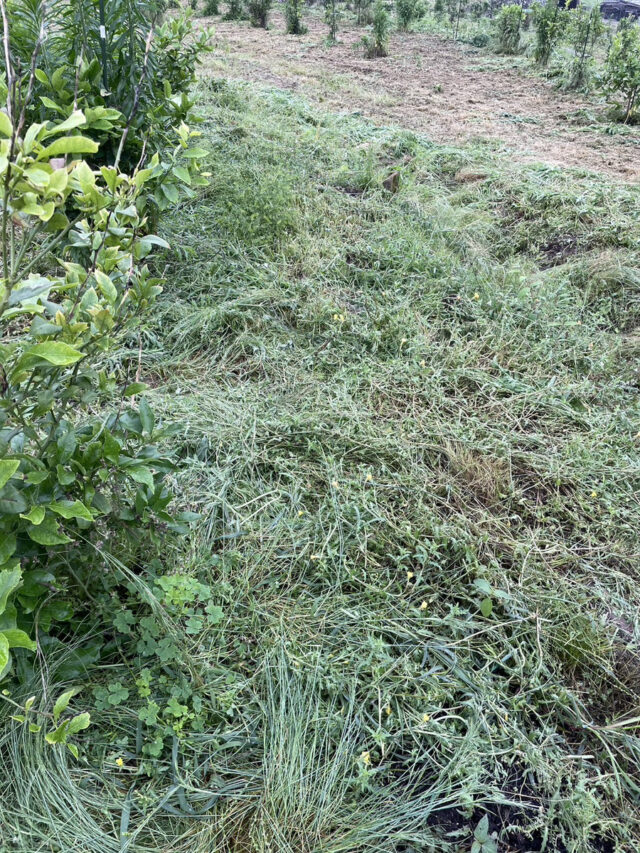 東吉名じゃがいも圃場