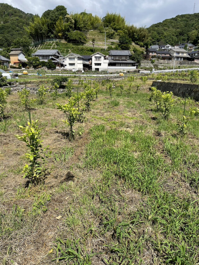西吉名圃場