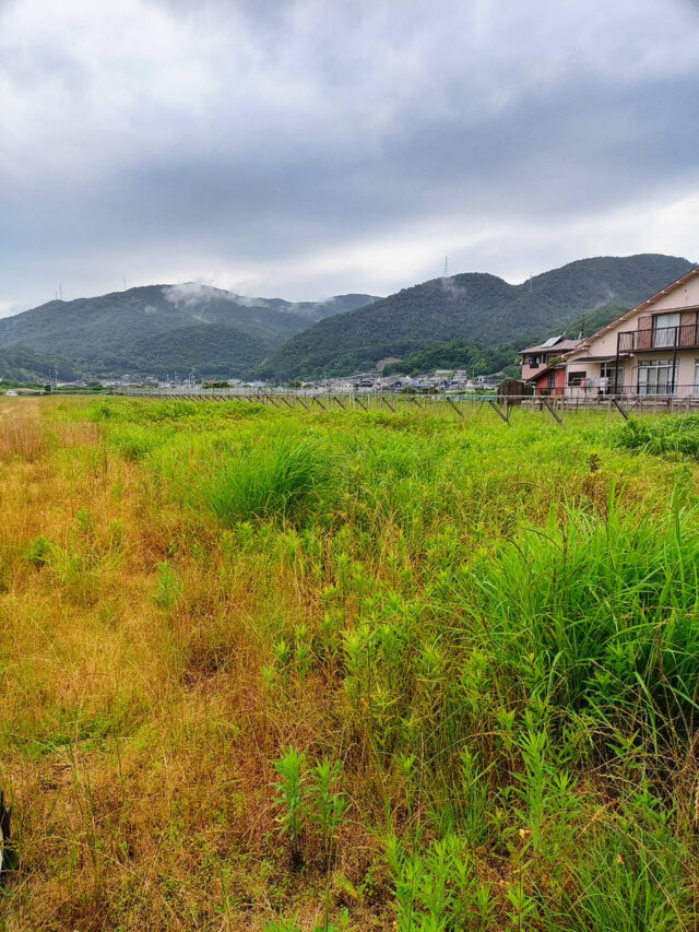 茨城白茄子圃場