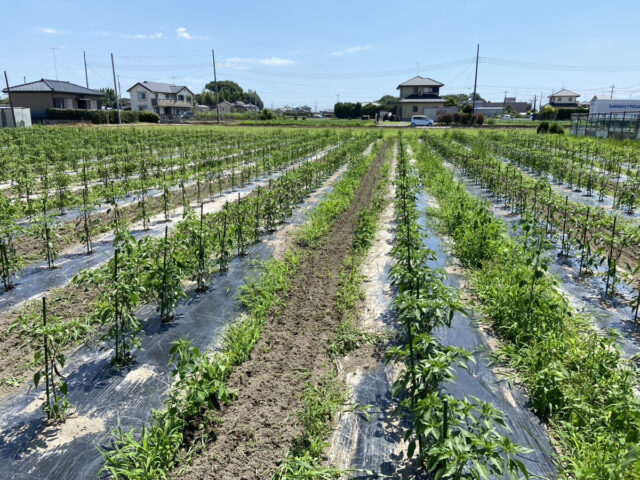 茨城圃場