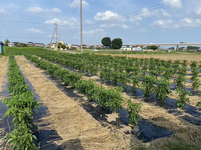 茨城圃場