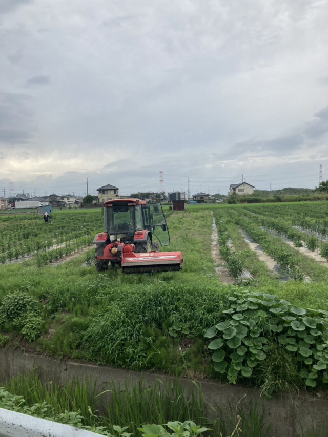 茨城圃場