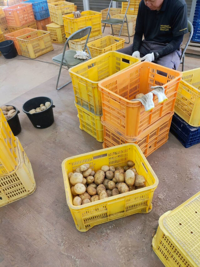 赤崎じゃがいも圃場
