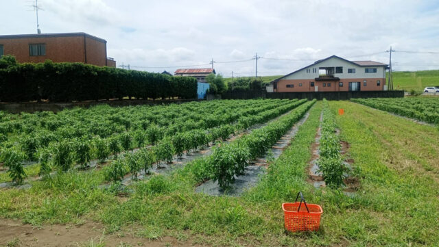 茨城圃場