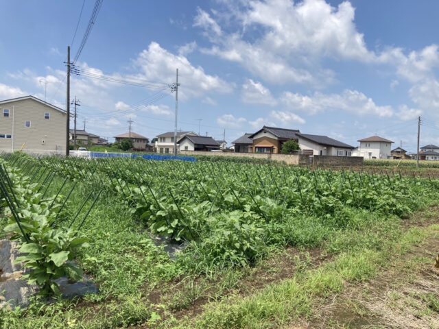 茨城圃場