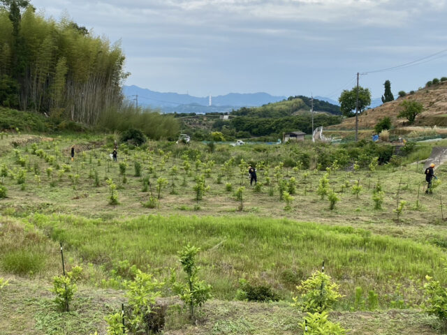 赤崎圃場