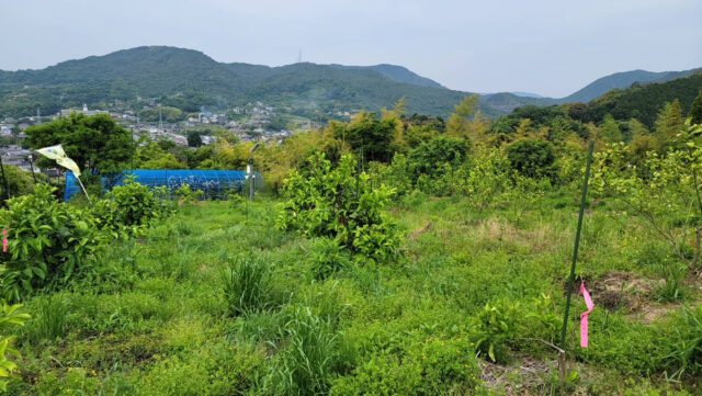 風早圃場