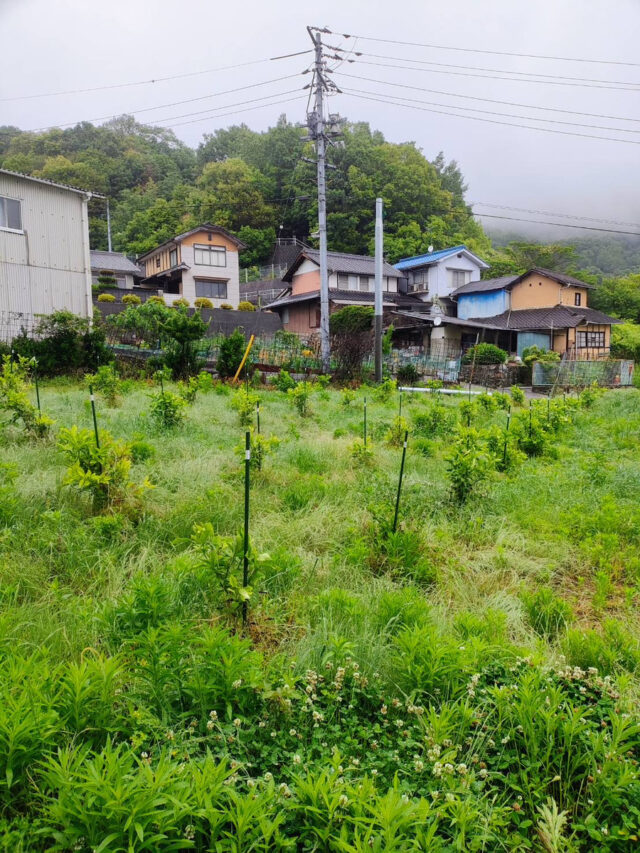 吉名圃場