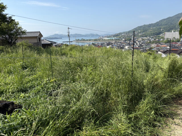 風早圃場