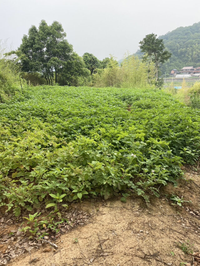 吉名圃場