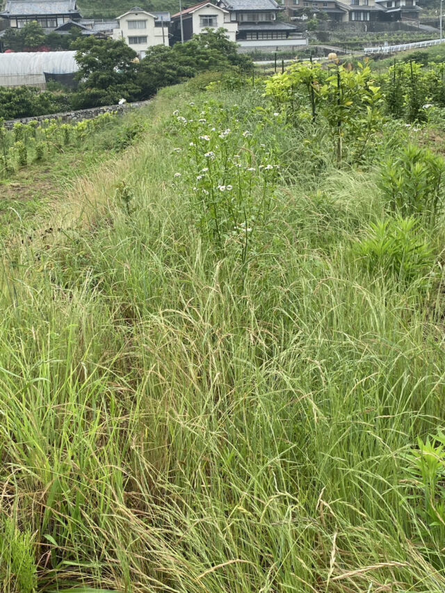 奥吉名圃場