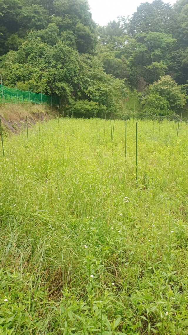 風早圃場