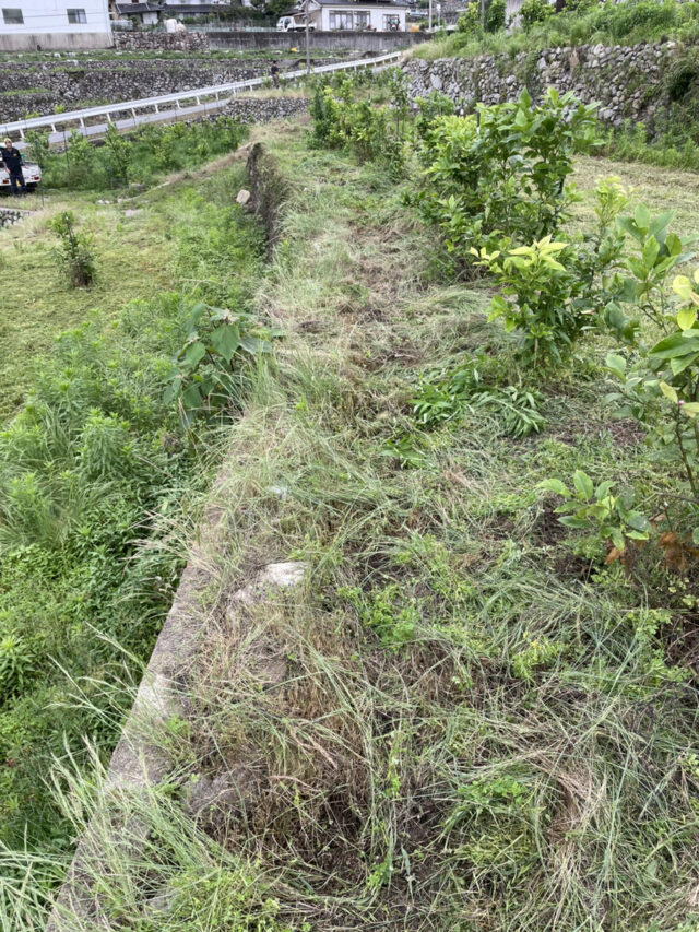 茨城圃場
