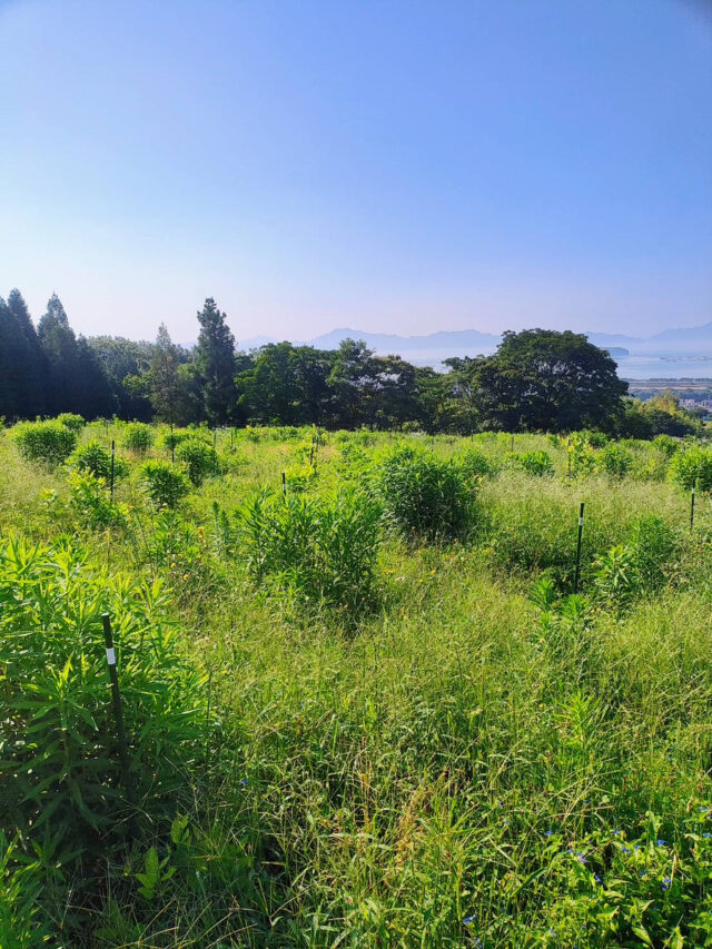 風早圃場