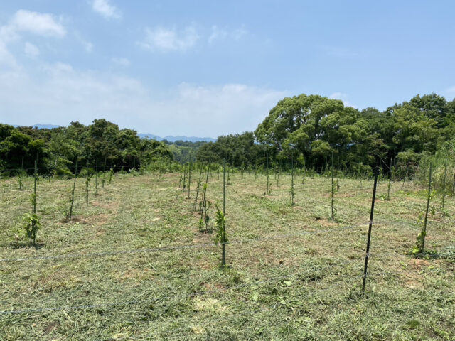 吉名圃場