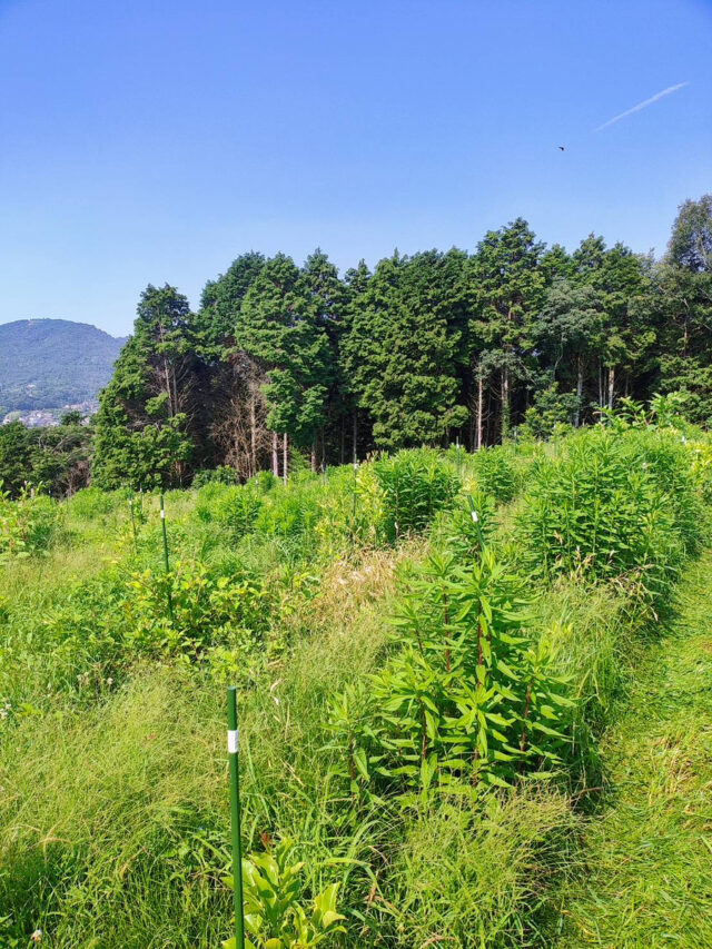 風早圃場