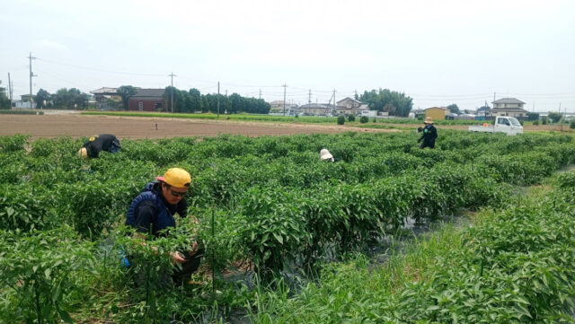 茨城圃場