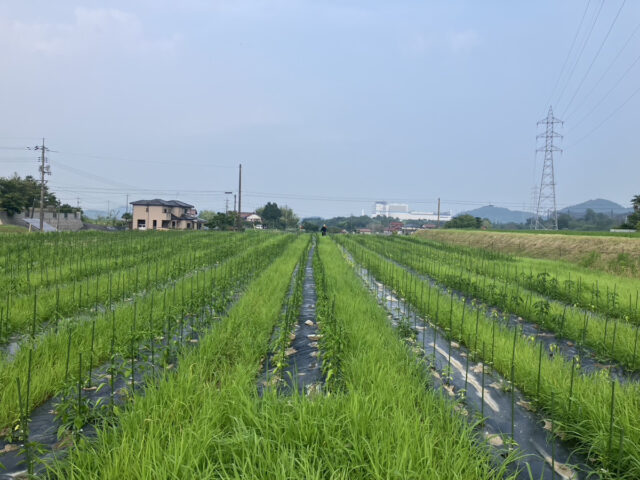 八本松唐辛子圃場