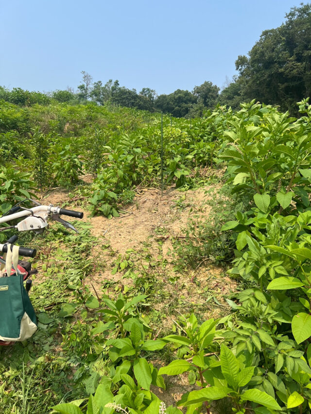 東吉名圃場