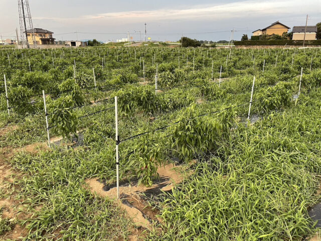 茨城圃場