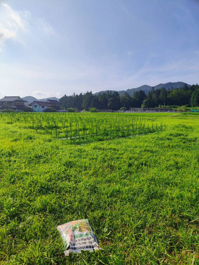 八本松唐辛子圃場