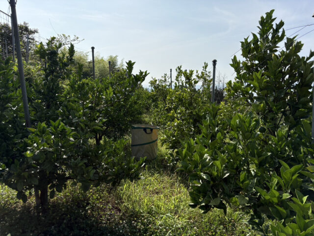 八本松唐辛子圃場