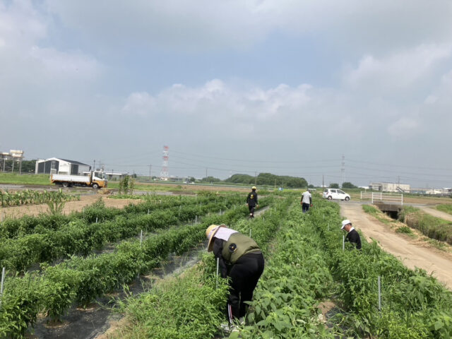 茨城圃場