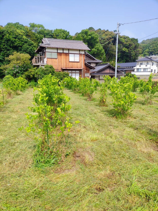 風早圃場