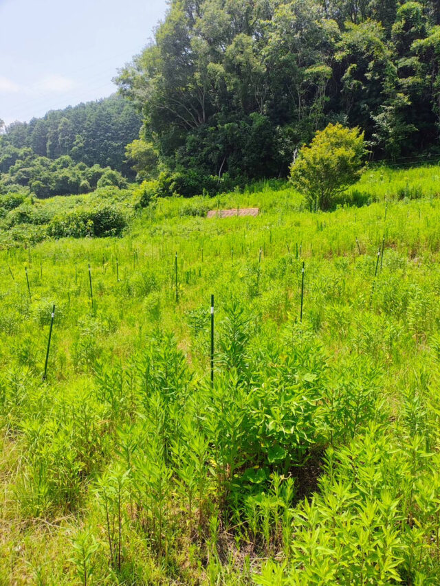 木谷圃場